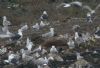 Caspian Gull at Hole Haven Creek (Steve Arlow) (74932 bytes)
